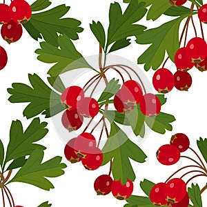Hawthorn berry with leaves isolated on white background
